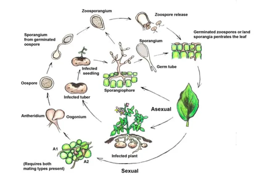 Life cycle of Phytophthora infestans